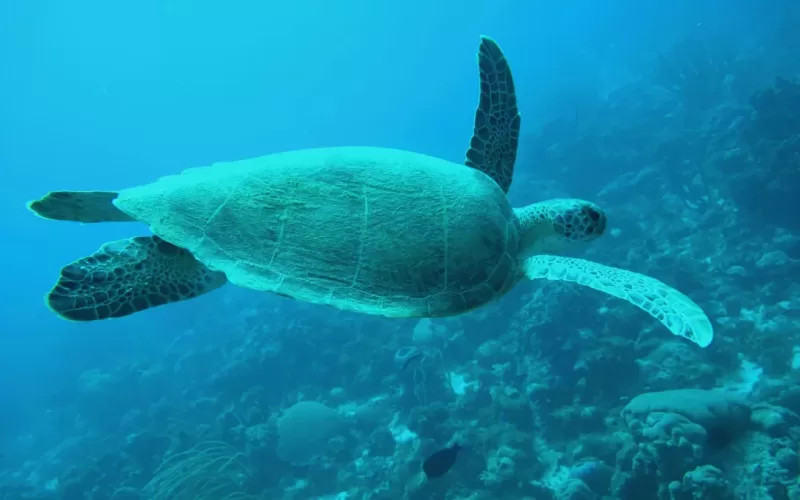 Photograph showing a sea turtle swimming underwater.