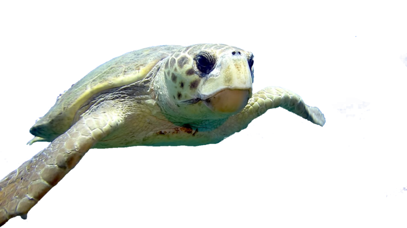 Photograph capturing the potrait of a sea turtle as his swims toward the camera.