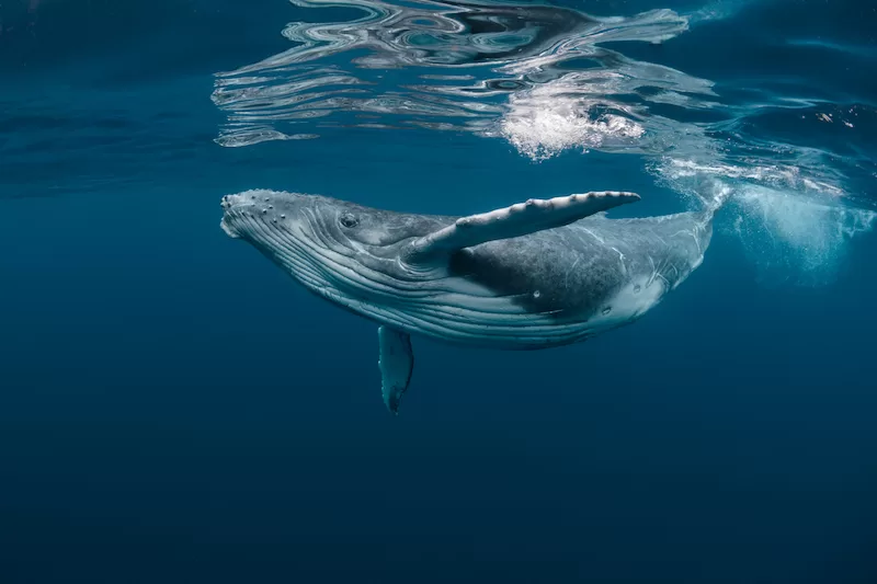 An underwater image of a whale swimming gracefully in the ocean.